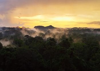 Amazon rainforest zoonotic diseases