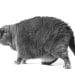 A Fat grey cat representing the High Pay Centre