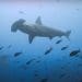 Hammerhead shark in the Galapagos Marine Reserve high seas galapagos greenpeace