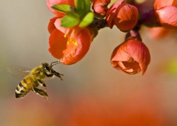 Government accused of now breaking environmental law TWO YEARS in a row