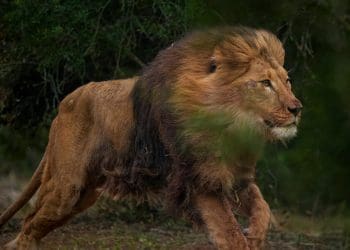 Lion rescued from Ukraine running in the natural bush of his new enclosure Born Free