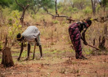 Women clearing land for farming in Sudan UN FAO climate crisis
