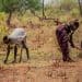 Women clearing land for farming in Sudan UN FAO climate crisis