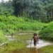 Image shows members of the Shompen tribe walking in a river India