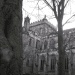 Trees in front of Ripon Cathedral.