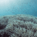 Shoal of fish swim over bleached coral.