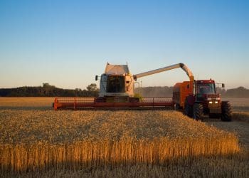 Wheat harvest with a Claas Lexion before sunset near Branderslev, Lolland, Denmark agrifood greenhouse gas emissions