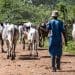 A nomadic herdsman with his cattle