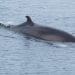 Minke whale near Tadoussac whaling Japan