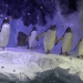 Gentoo Penguins at Sea Life Birmingham
