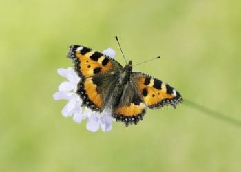 Small Tortoiseshell butterfly conservation restore nature now