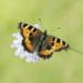Small Tortoiseshell butterfly conservation restore nature now