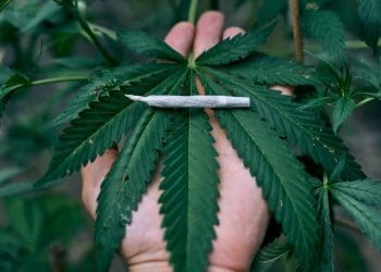 Lib Dems cannabis joint leaf general election