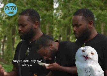 PETA owl wings chickens