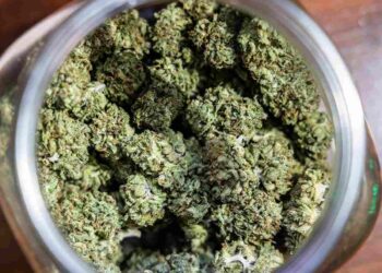 Cannabis legalisation budget NHS