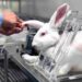 animal experimentation PETA