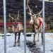 Animal rights groups have released an investigation which has found 75% of reindeer at UK Christmas events were under stress