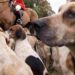 Protect the Wild has found the mistreatment of hounds has surged