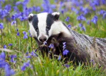 A petition calling for the end to the badger cull just passed 100,000 signatures so will be heading for parliamentary debate