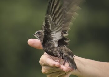 A swift preparing to take flight, perched on a hand.