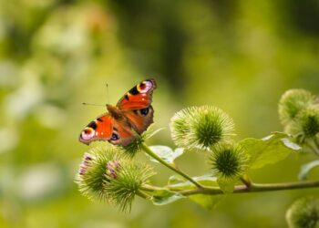 Peacock butterfly on a thistle, with greenery surrounding it.