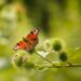 Peacock butterfly on a thistle, with greenery surrounding it.