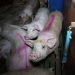 Pigs crammed together in squalid conditions Tesco