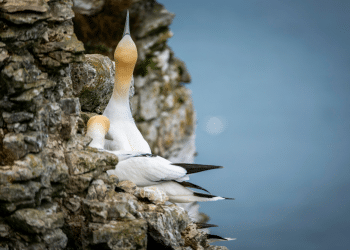 gannet chicks