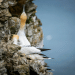 gannet chicks