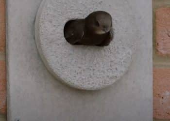 Swift peering out from a Swift Brick.