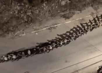 Breaking video: over 1500 Palestinian men taken hostage by Israel in West Bank raids