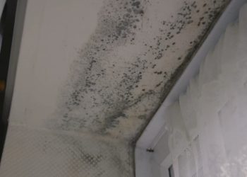 landlords must deal with mould and damp